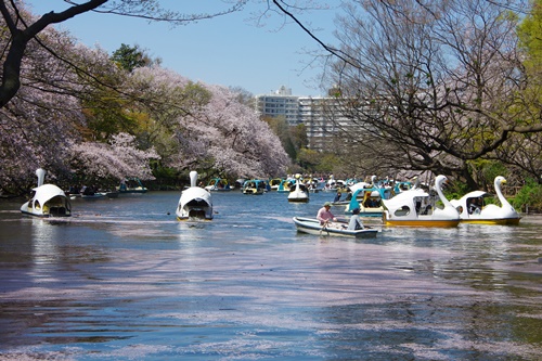 井の頭恩賜公園にて