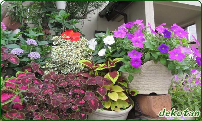 夏でも美しい５種類のペンタス花壇 ガザニアの夏越えと増やし方 狭い庭を花いっぱいにする育て方 楽天ブログ