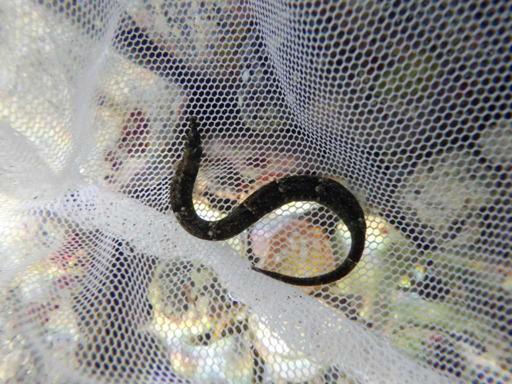 串本磯採集2023年7月下旬53　カンムリヨウジ（Micrognathus andersonii）