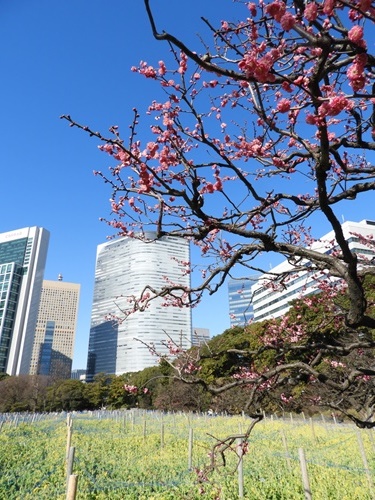 浜離宮恩賜庭園にて