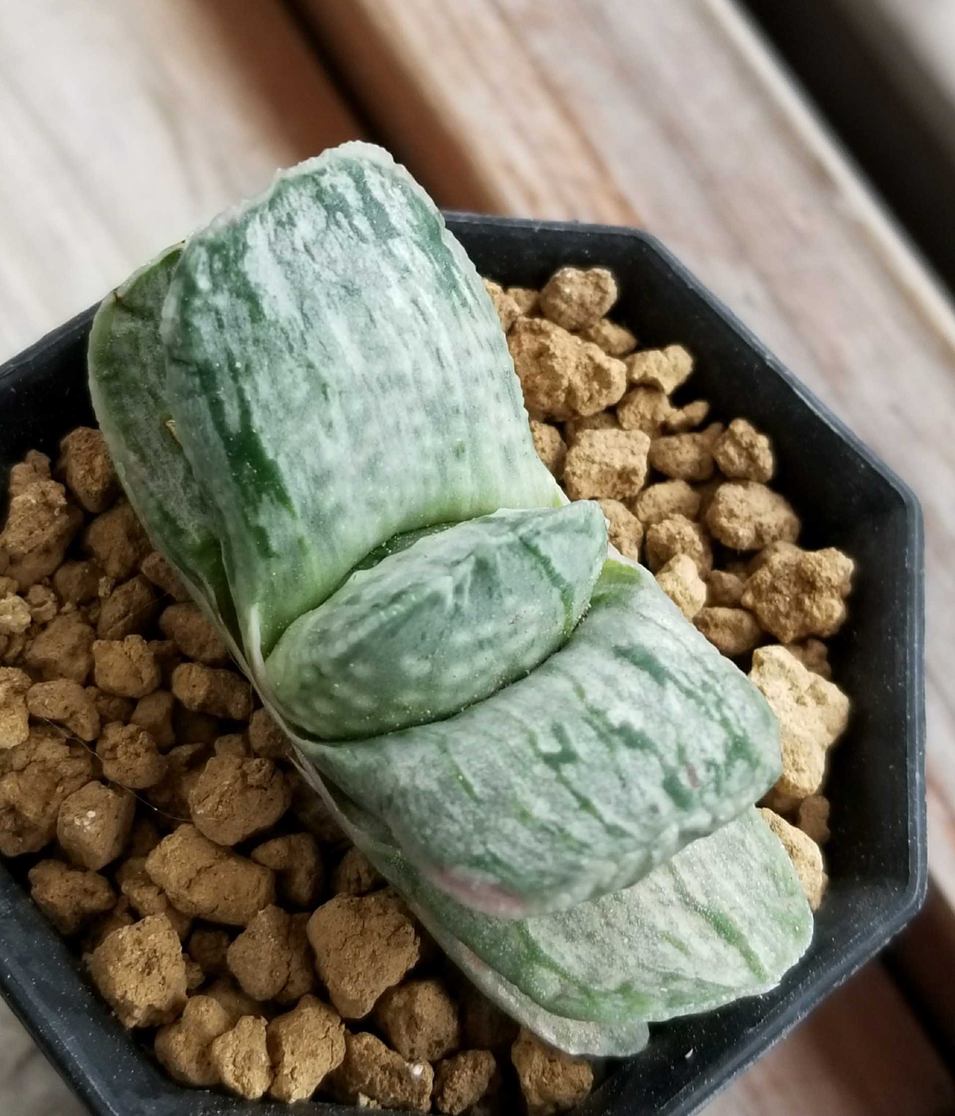 ガステリア 美鈴の松(Gasteria 'MISUZUNOMATSU') 多肉植物