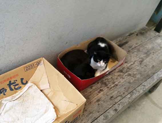 我が家のニャンコ♪2015/9/20-2