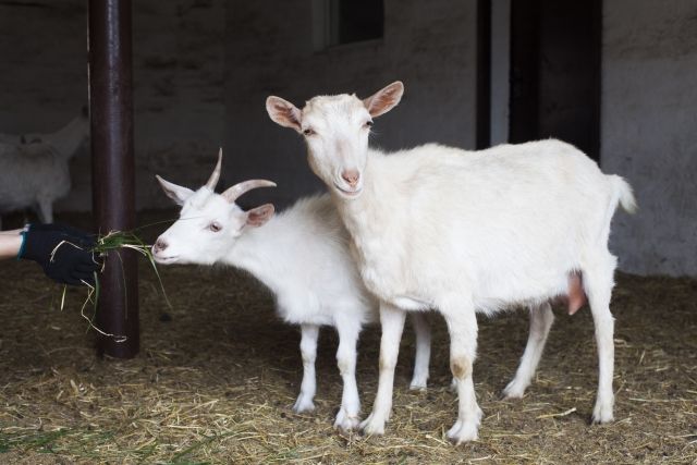 ヤギは岩山に棲んでいて木登りも得意である 私設見逃してもいい動物園 楽天ブログ