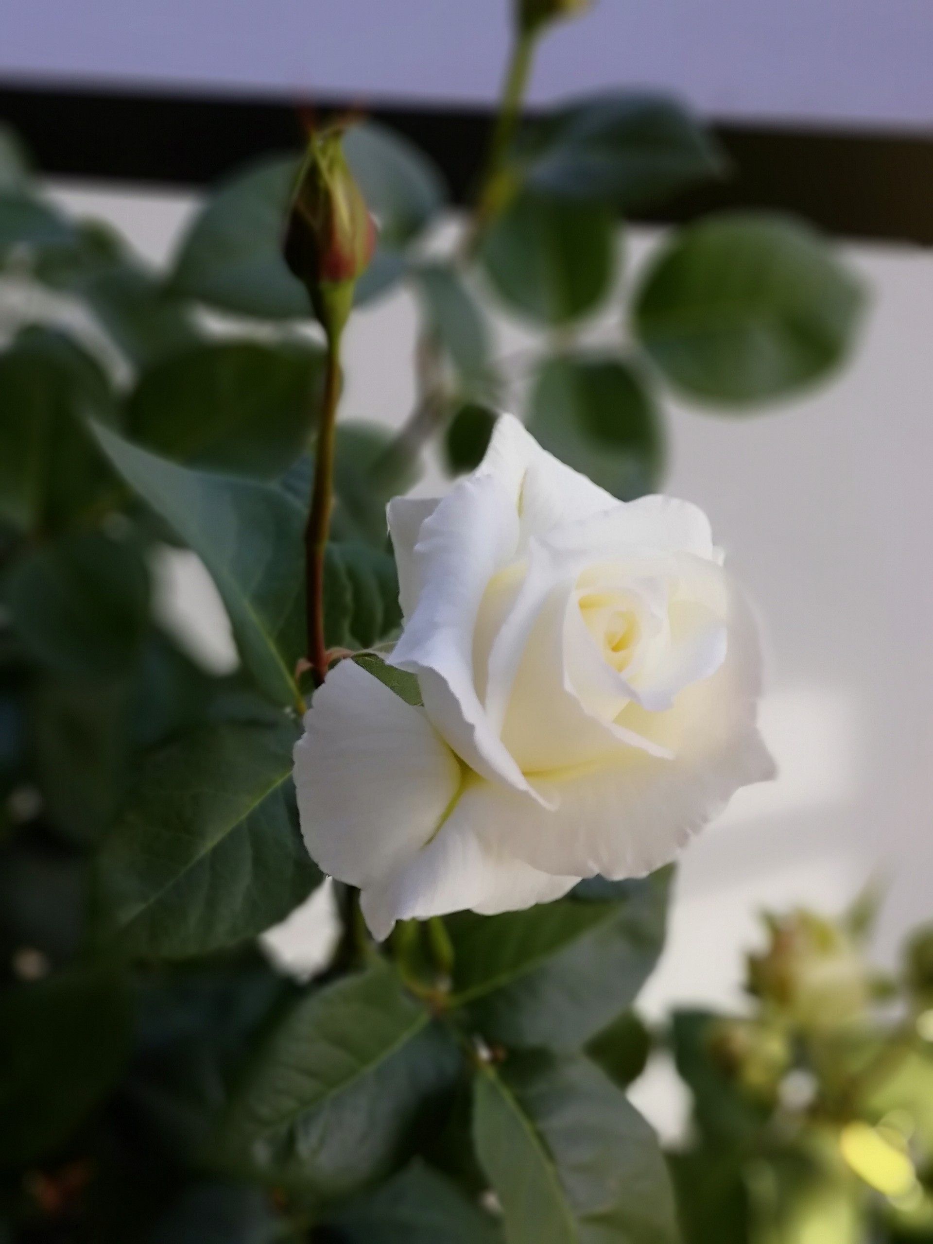 ジャクリーヌデュプレ 庭がなくても鉢バラでローズガーデン 楽天ブログ