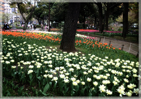 横浜公園のチューリップ