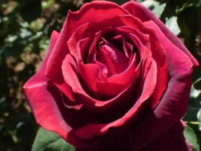 バラの新芽が枯れる 昨日のご質問 バラの美と香りを求めて 楽天ブログ