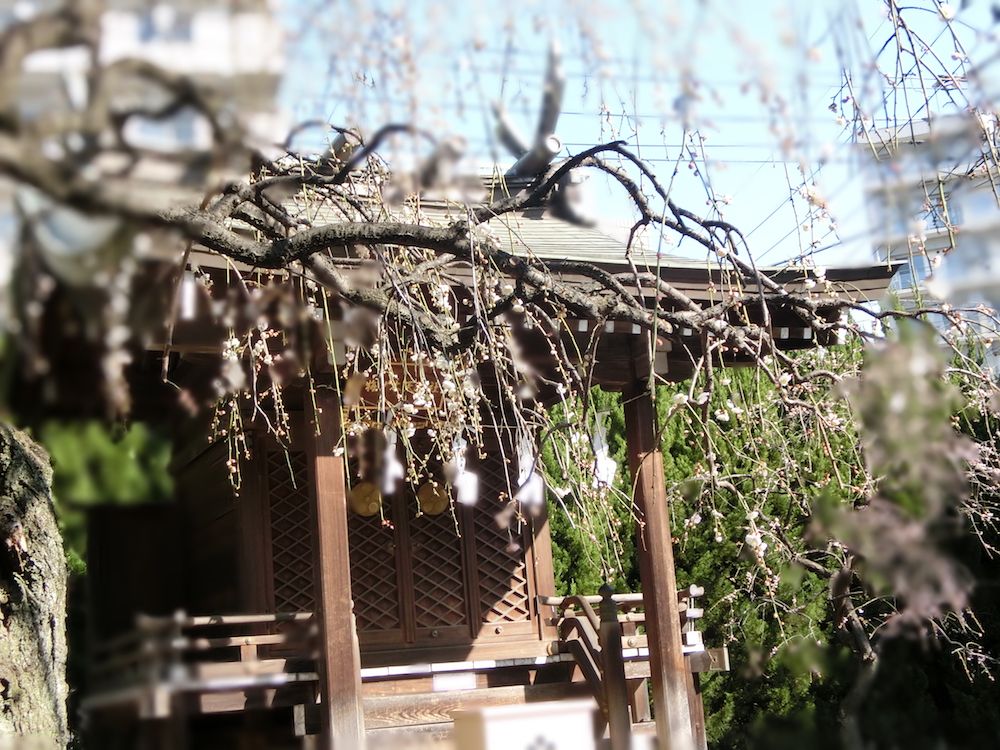 CASIO EXILIM EX-ZR1100】梅咲く梅ノ木天神社 背景ぼかし機能編 