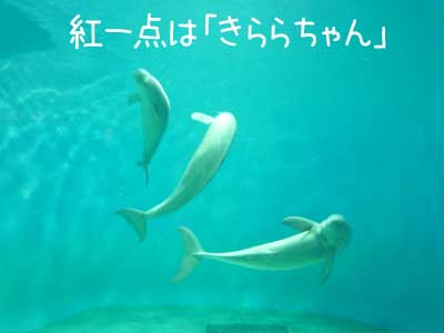 スナメリ１.JPG