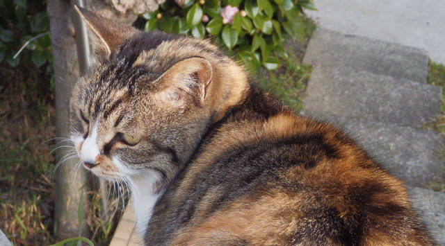 20160304猫2.jpg