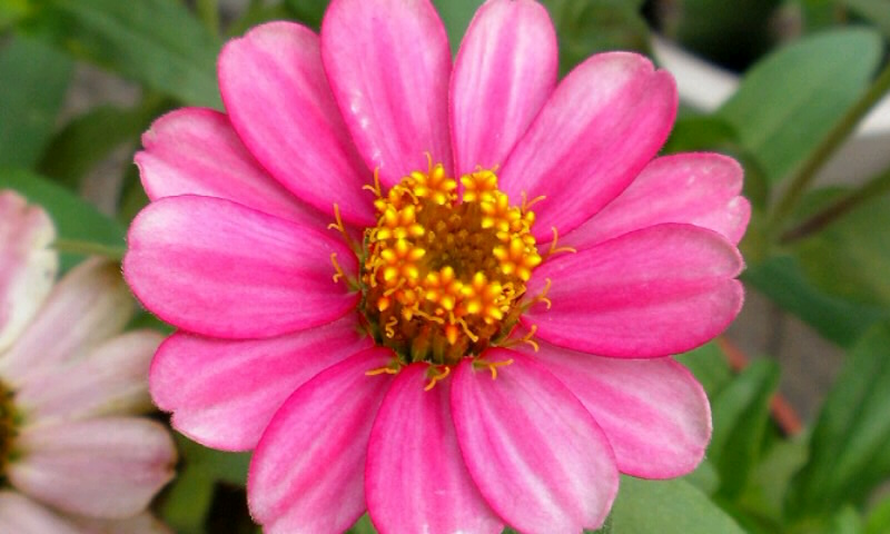 20160724百日草24-3