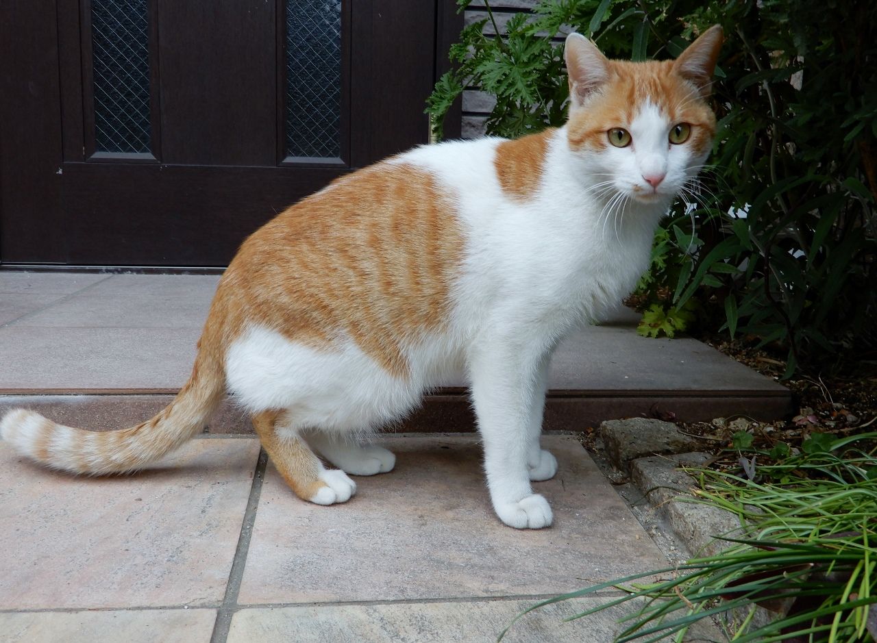 迫り来る猫たち の巻 人さまのネコ 楽天ブログ