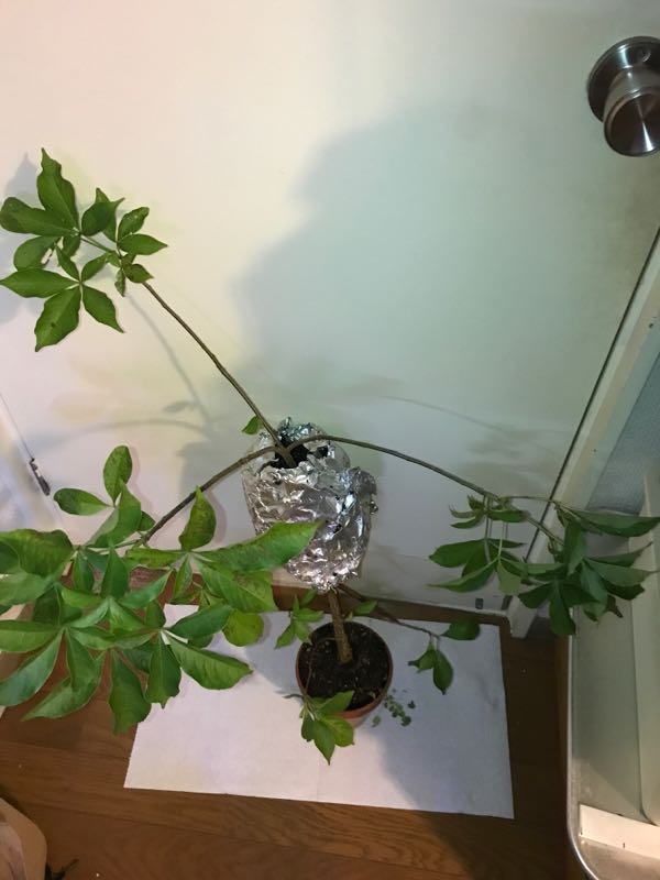 目指せバオバブ盆栽 の記事一覧 有 かえる商会 楽天ブログ