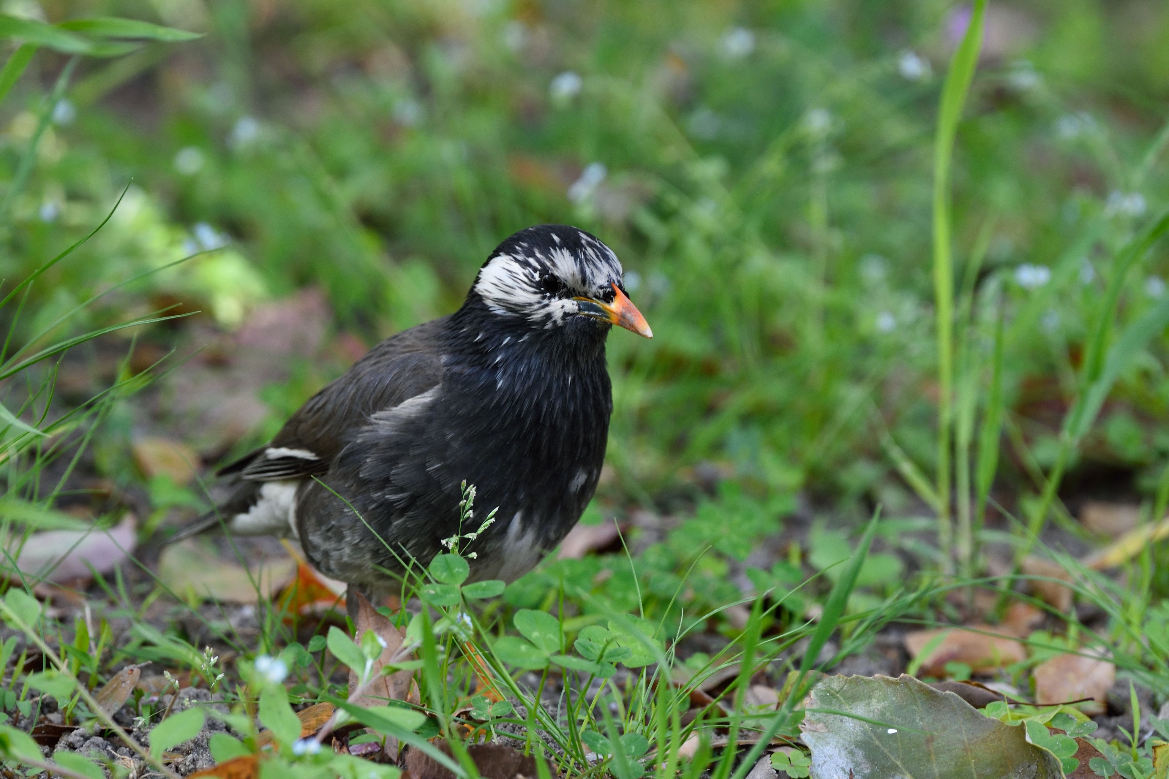 益鳥 害鳥 ムクドリ 花鳥風枝 楽天ブログ