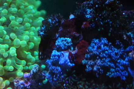 2014_0130ｾﾞﾆｱsp、トゲ0006.JPG