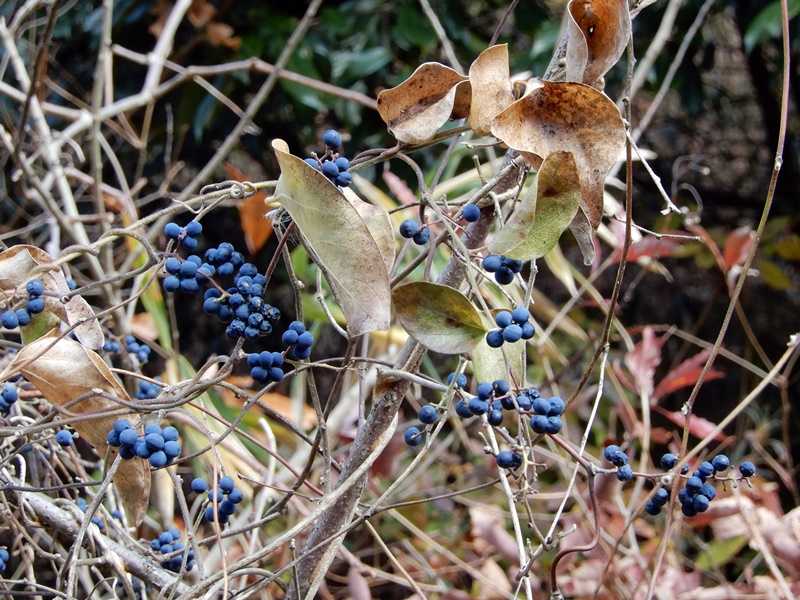 アオツヅラフジ房2