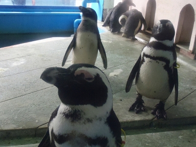 二見シーパラダイス2014年11月下旬3　ケープペンギン