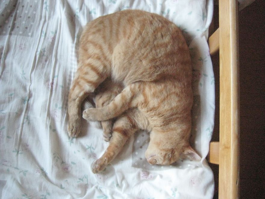 涼しくなるぞ 毛皮を着ている猫にはありがたい 歌 と こころ と 心 の さんぽ 楽天ブログ