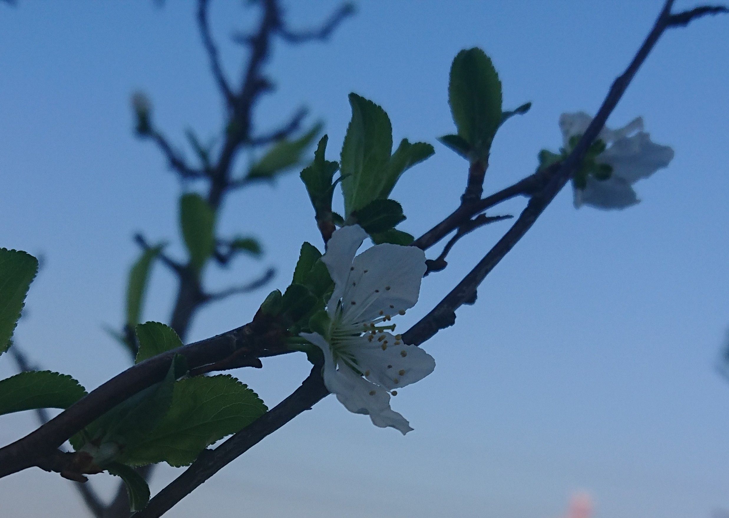 プラムの花が咲きました プリザ Hana 花 ガーデン 楽天ブログ