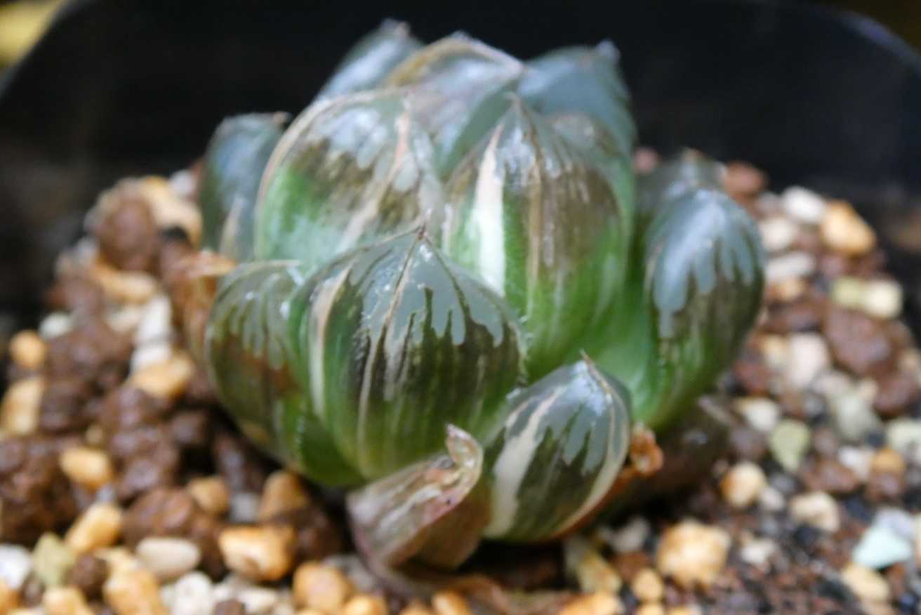 22c ハオルチア　多肉植物　北極の光オブツーサ錦　自家繁殖 871464c3868ed68f6fb04f6ae68ed1