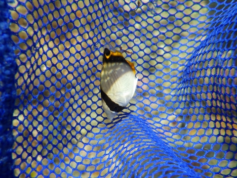 串本磯採集2017年7月下旬前半41　フウライチョウチョウウオ（Chaetodon vagabundus）