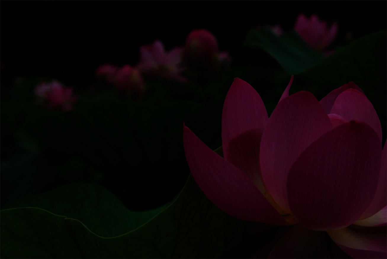 はす5