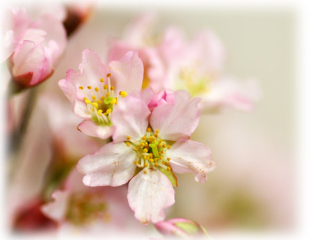 桜６