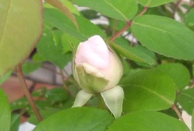 粉粧楼0501.JPG
