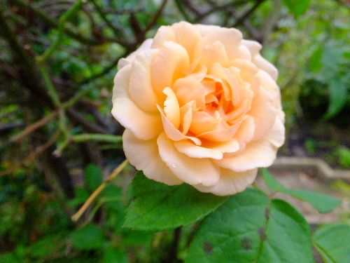 ピンクのつぼみの白い花 薔薇と果物と猫と絵 楽天ブログ