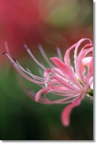 狐山古墳-20 ヒガンバナ-20 13.9.24