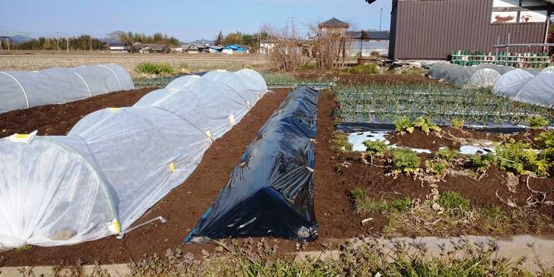じゃがいもの高畝に黒マルチを張った 青パパイヤと家庭菜園日記 楽天ブログ