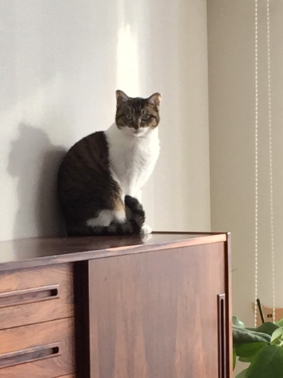 azuki2.jpg