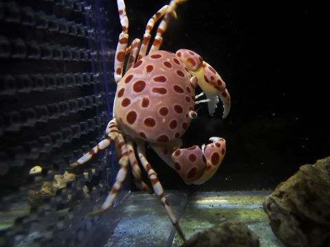 ベニホシマンジュウガニ（Liagore rubromaculata）4