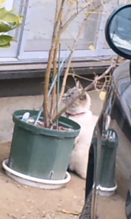 猫２.jpg