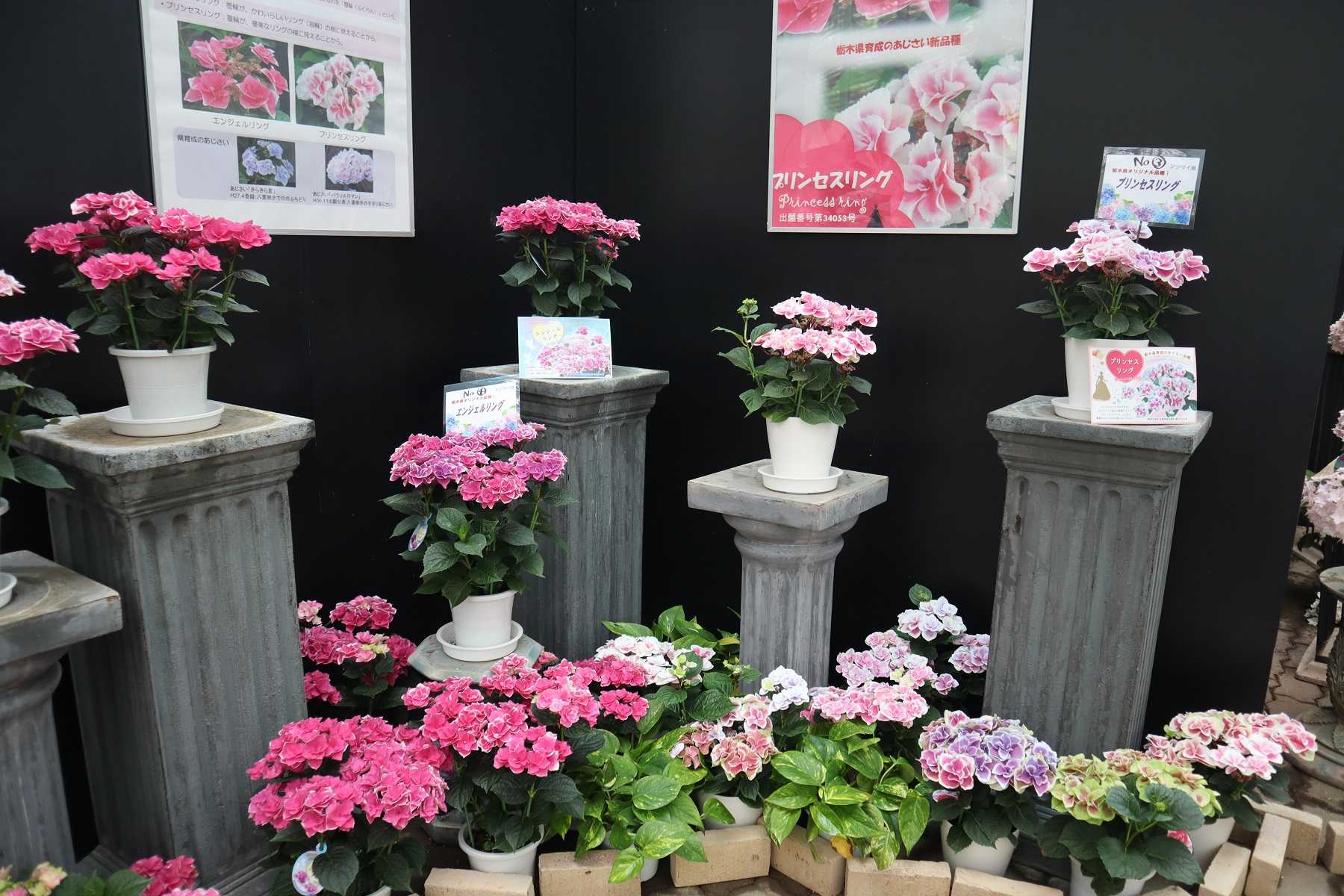 5 15とちぎ花センターのあじさい展 すわんの気ままなdiary 楽天ブログ