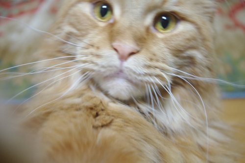 IMGP1321.JPG