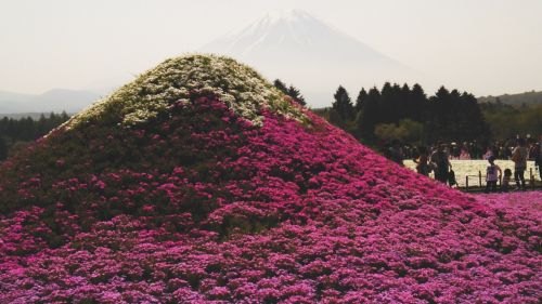 富士芝桜まつり2