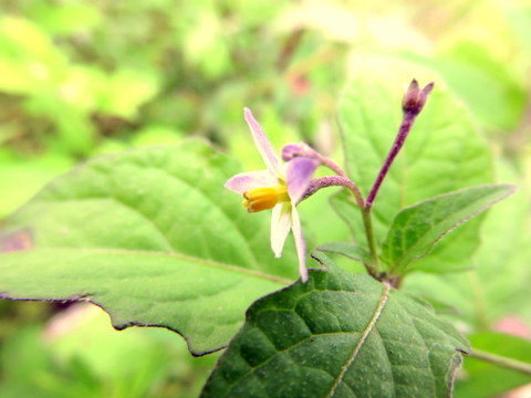 花の横顔-3