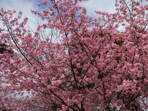 河津桜