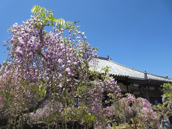 藤の寺の花が見ごろ ツーリズム徳島 見てみ 来てみ 徳島観光 四国旅行 とくしま観光ボランティア 楽天ブログ