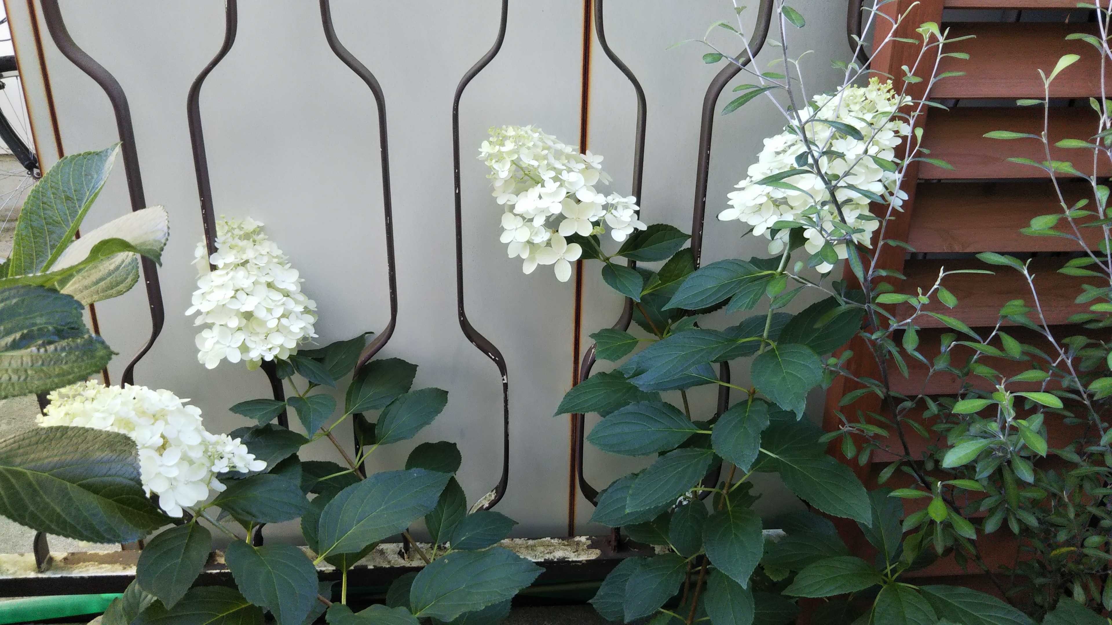 ピラミッドアジサイ 黄色カリブラコアを庭へ 謎の黄緑リーフの花 シェードガーデンと猫 楽天ブログ