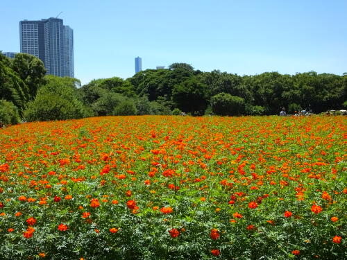 浜離宮恩賜庭園にて