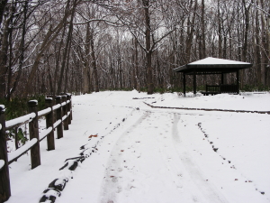 2017-04-13mori3 (1).JPG