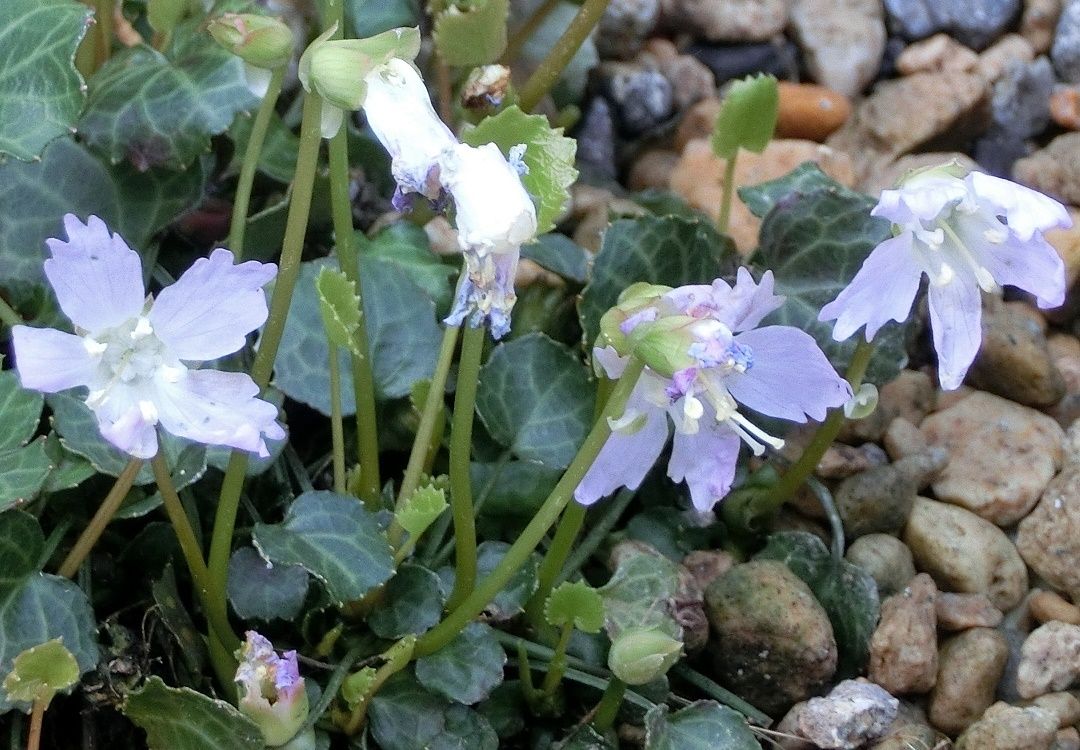 咲くやこの花館で見た イワウチワ フクジュソウ他 だい のひとりごと 楽天ブログ