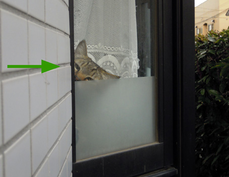 窓から覗く猫