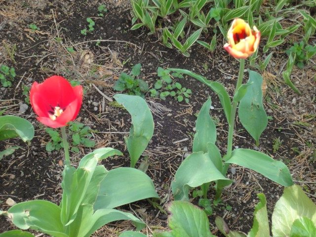 家庭菜園の土作りと防草シート作業 マダムマリィの好きなモノ 楽天ブログ
