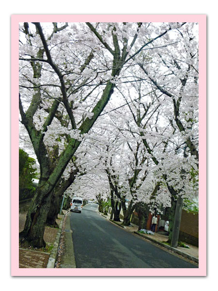 桜トンネル