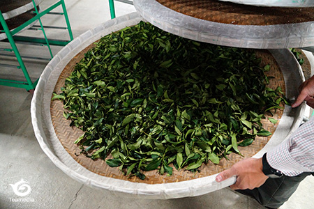 揺青終了時の茶葉