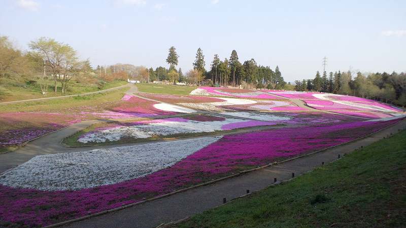 芝桜の丘。