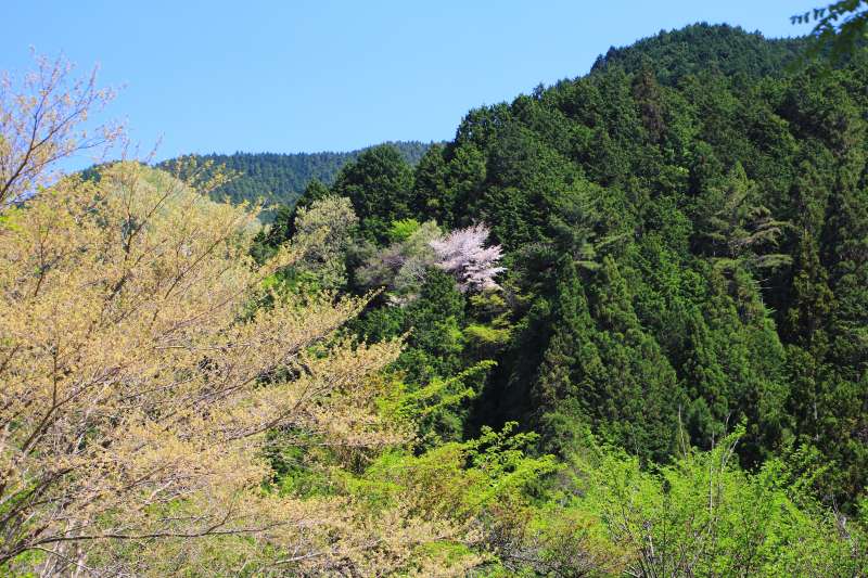 金剛山_002.jpg