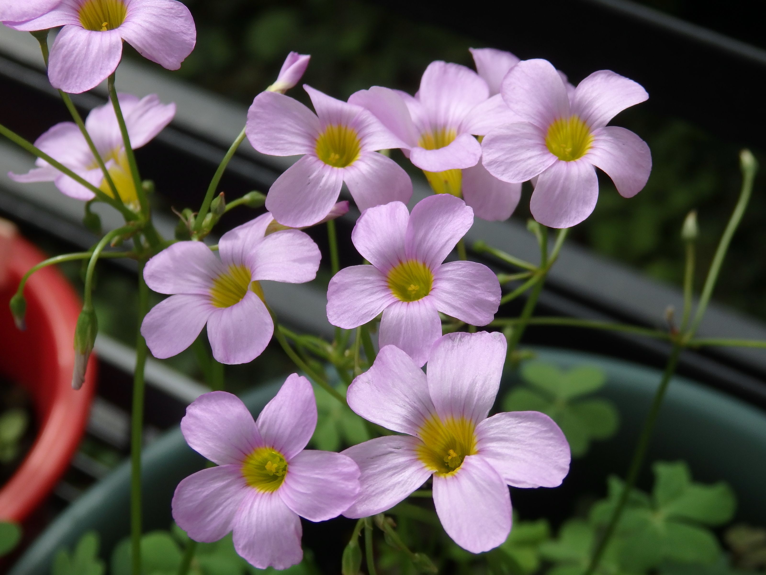１０月のオキザリス ピンク色のお花たち Kimi Teaの花日記 楽天ブログ